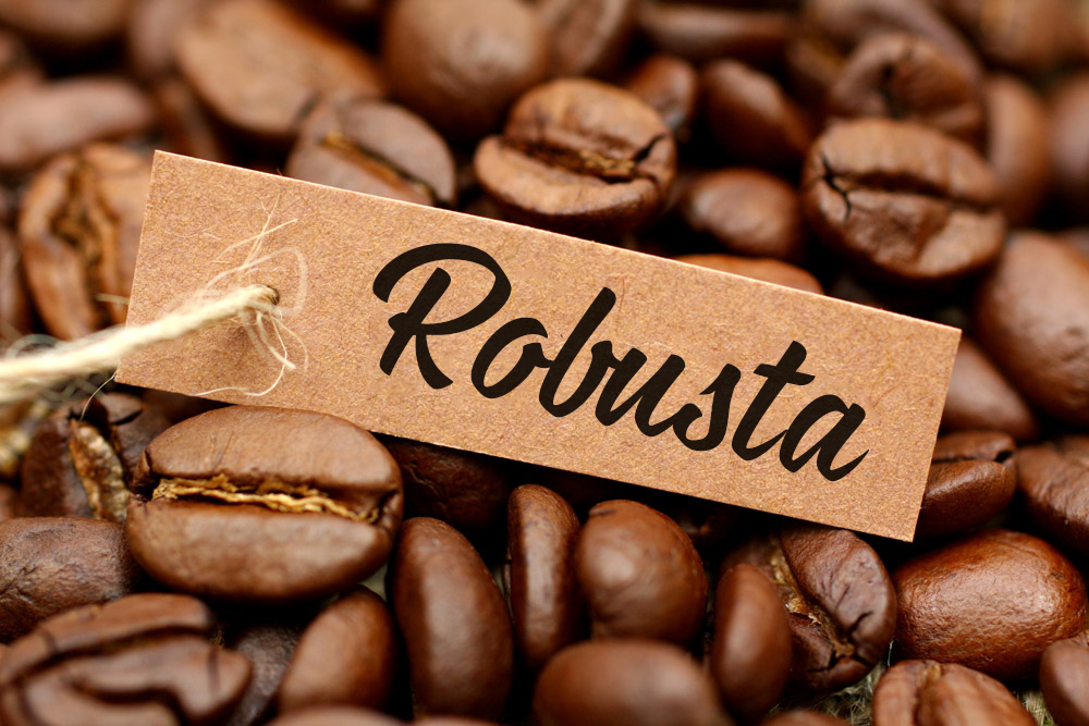 Robusta - giống cà phê làm say đắm lòng người với khẩu vị đậm đà 